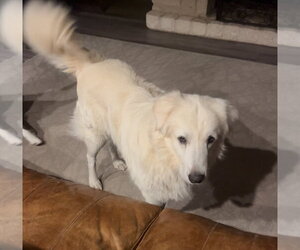 Winter - Male Great Pyrenees Dog for Adoption - Photo #9