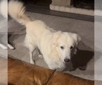 Small #8 Great Pyrenees