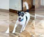 Small #2 Mutt