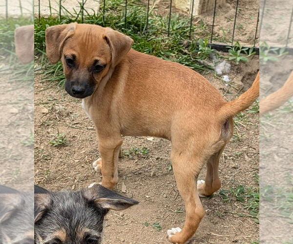 Medium Photo #3 Mutt Puppy For Sale in San Bernardino, CA, USA