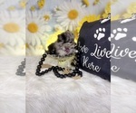 Small #8 Pomeranian
