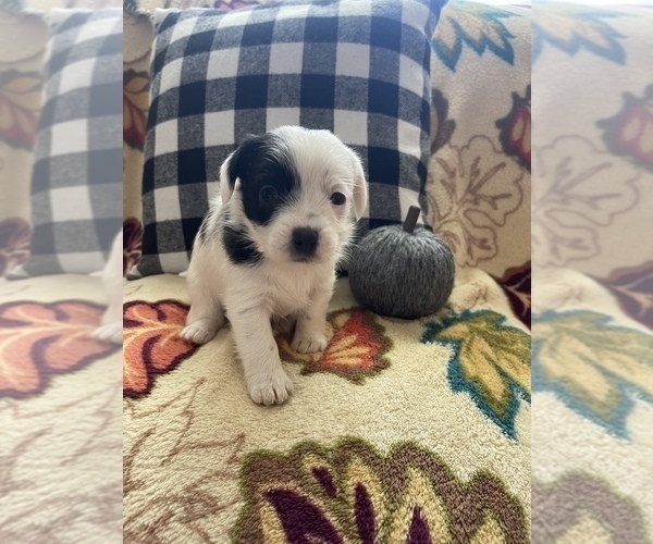 View Ad Schweenie Puppy for Sale near South Carolina, BOILING SPRINGS