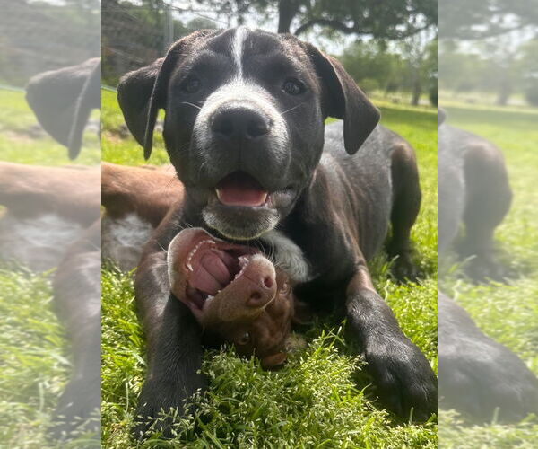 Medium Photo #5 American Pit Bull Terrier-Spaniel Mix Puppy For Sale in Claremore, OK, USA