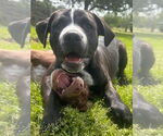 Small #4 American Pit Bull Terrier-Spaniel Mix
