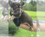 Small #3 French Bulldog