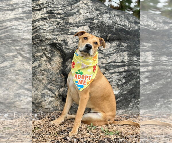 Medium Photo #4 Labrador Retriever-Unknown Mix Puppy For Sale in Sandy, UT, USA
