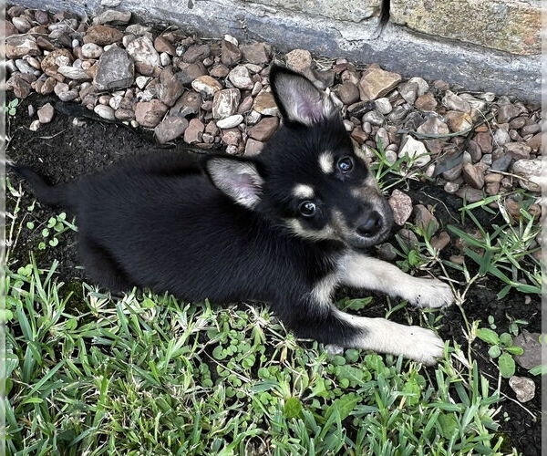 Medium Photo #1 German Shepherd Dog-Unknown Mix Puppy For Sale in Lakewood, CO, USA