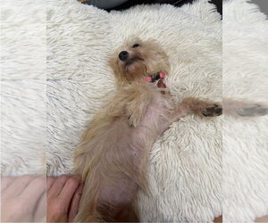Bunny - Female Havanese-Unknown Mix Dog for Adoption - Photo #4