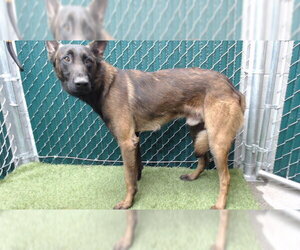 Mutt Dogs for adoption in Downey, CA, USA
