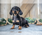 Puppy Dancy Dachshund