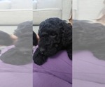 Small Labradoodle