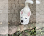 Puppy Puppy 3 Thor Pomsky