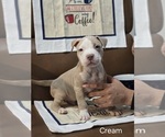 Small Photo #2 American Pit Bull Terrier Puppy For Sale in BELLEFONTAINE, OH, USA
