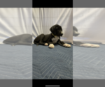 Small Photo #4 Great Dane Puppy For Sale in FONTANA, CA, USA