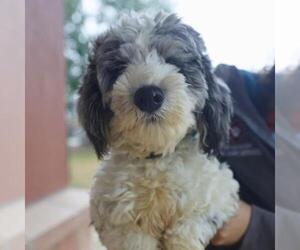 Poodle (Miniature)-Unknown Mix Dogs for adoption in San Antonio, TX, USA