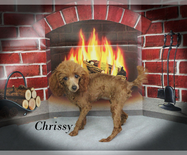 Medium Photo #11 Poodle (Toy) Puppy For Sale in CHANUTE, KS, USA