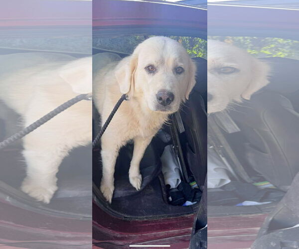 Medium Photo #5 Great Pyrenees-Unknown Mix Puppy For Sale in Grafton, WI, USA