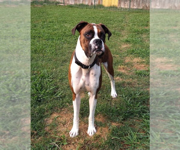 Medium Photo #2 Boxer Puppy For Sale in  Katy, TX, USA