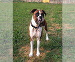 Small #1 Boxer