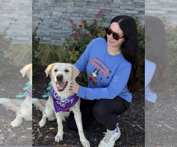 Medium Photo #2 Golden Labrador Puppy For Sale in Euless, TX, USA