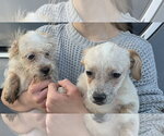 Small #4 Poodle (Miniature)-Red Heeler Mix