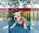 Small Photo #5 Olde English Bulldogge Puppy For Sale in CANYON LAKE, TX, USA