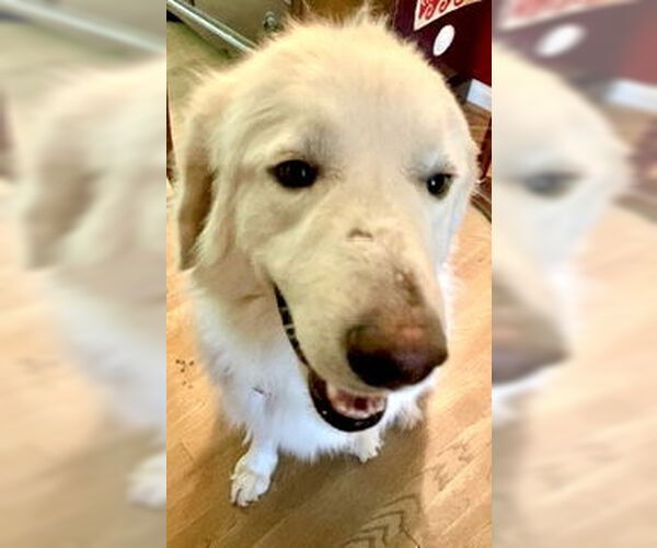 Medium Photo #6 Great Pyrenees Puppy For Sale in Spring, TX, USA