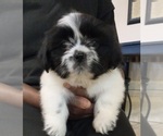 Small Photo #3 Shih Tzu Puppy For Sale in VERDEN, OK, USA