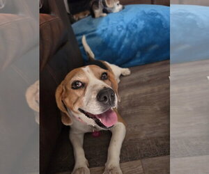 Beagle Dogs for adoption in Las Vegas, NV, USA