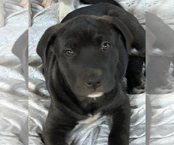 Medium Photo #2 Labrador Retriever-Unknown Mix Puppy For Sale in Rockaway, NJ, USA