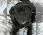 Small #1 Labrador Retriever Mix