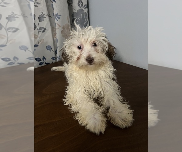 Medium Photo #6 Havanese Puppy For Sale in DURHAM, CT, USA