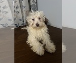 Small #5 Havanese