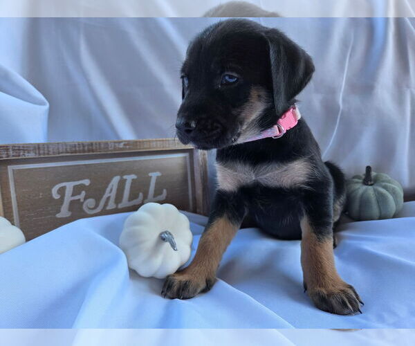 Medium Photo #2 Huskies -Labrador Retriever Mix Puppy For Sale in MIDWAY, UT, USA