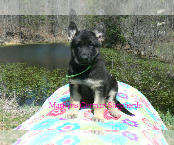 Medium Photo #2 German Shepherd Dog Puppy For Sale in PIEDMONT, MO, USA