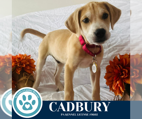 Medium Photo #2 Labrenees Puppy For Sale in Kimberton, PA, USA