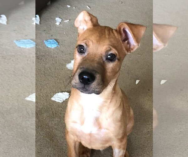 Medium Photo #5 Mutt Puppy For Sale in Spring, TX, USA