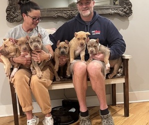 American Bully Litter for sale in FRANKLIN, KY, USA