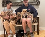 Image preview for Ad Listing. Nickname: Litter of 4