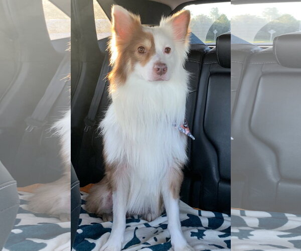 Medium Photo #15 Australian Shepherd Puppy For Sale in Valrico, FL, USA