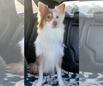 Small Photo #15 Australian Shepherd Puppy For Sale in Valrico, FL, USA