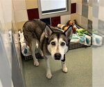 Small Siberian Husky Mix