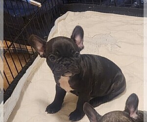 French Bulldog Puppy for sale in CAPE CORAL, FL, USA