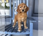Small Goldendoodle