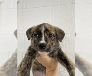 Mutt Dogs for adoption in Temple, TX, USA