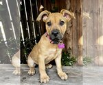 Small Photo #4 American Pit Bull Terrier-Staffordshire Bull Terrier Mix Puppy For Sale in Marina Del Rey, CA, USA