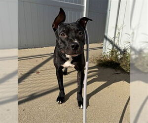 Mutt Dogs for adoption in Louisville, KY, USA