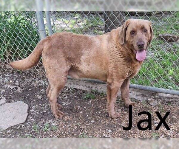Medium Photo #2 Labrador Retriever-Retriever  Mix Puppy For Sale in Mountain View, AR, USA