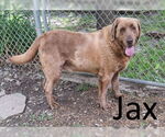 Small #1 Labrador Retriever-Retriever  Mix