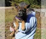 Small Photo #10 German Shepherd Dog Puppy For Sale in NORTHWOOD, NH, USA